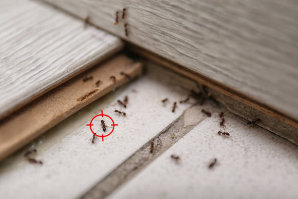 Insect Control in West Frankfort, IL