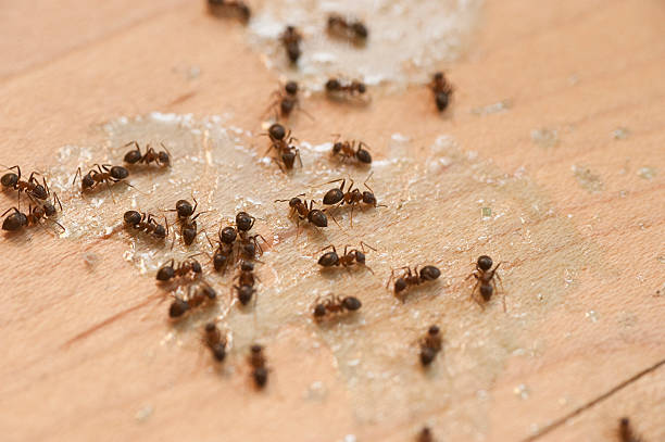 Best Exterminator Services  in West Frankfort, IL