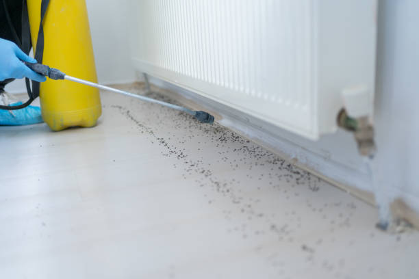 Best Affordable Pest Control Services  in West Frankfort, IL